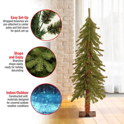 4 ft. Hickory Cedar Tree