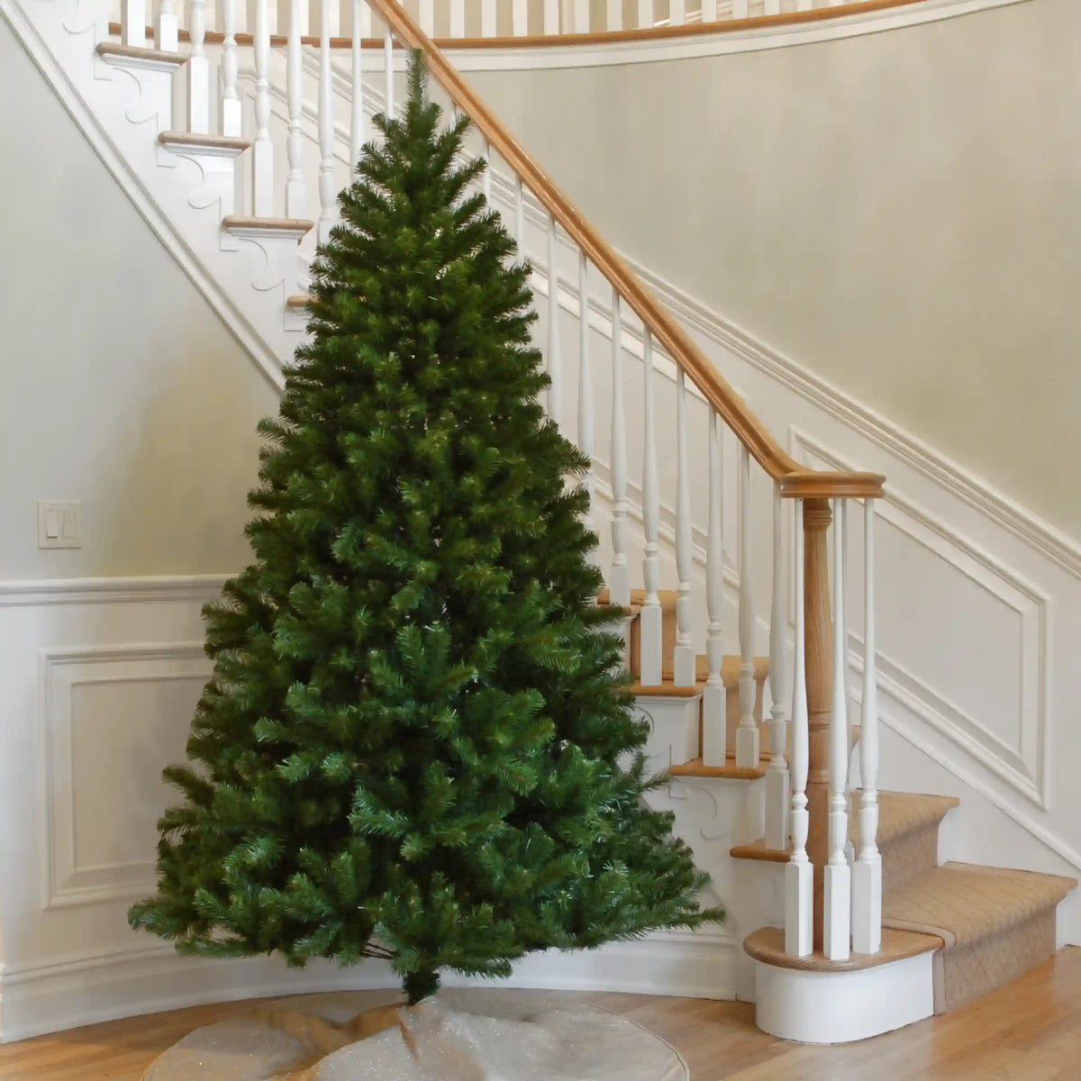 7 ft. North Valley Spruce Tree