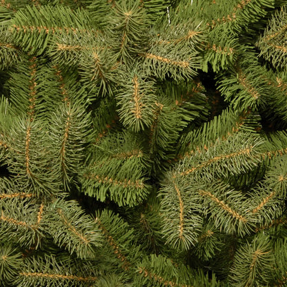 6.5 ft. Downswept Douglas Fir Tree