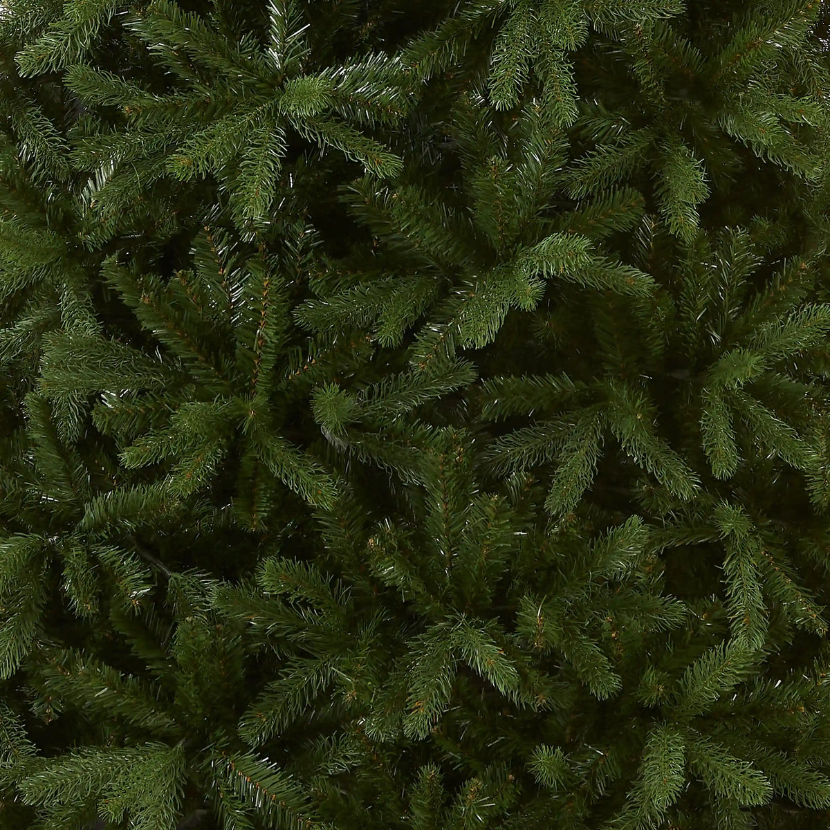 7.5 ft. Newberry Spruce Tree