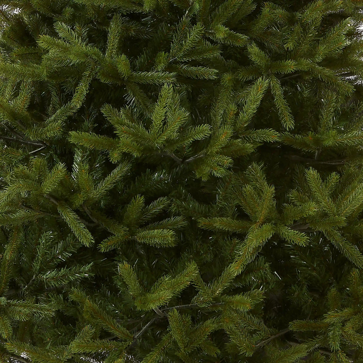 6.5 ft. Norway Fir Tree