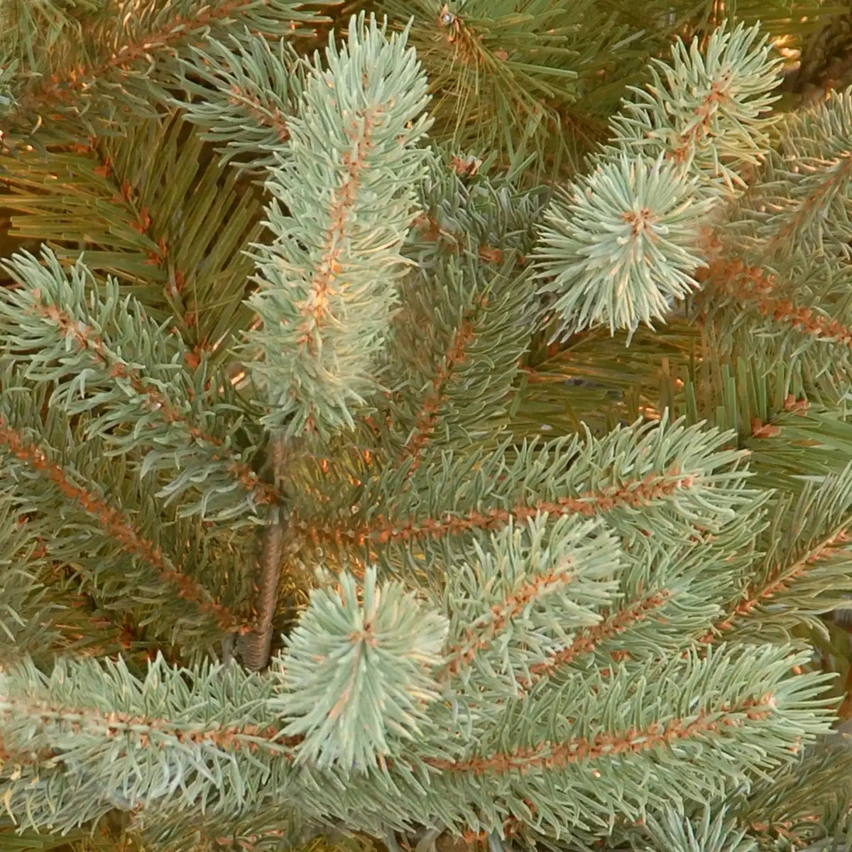 7.5 ft. Norway Fir Tree