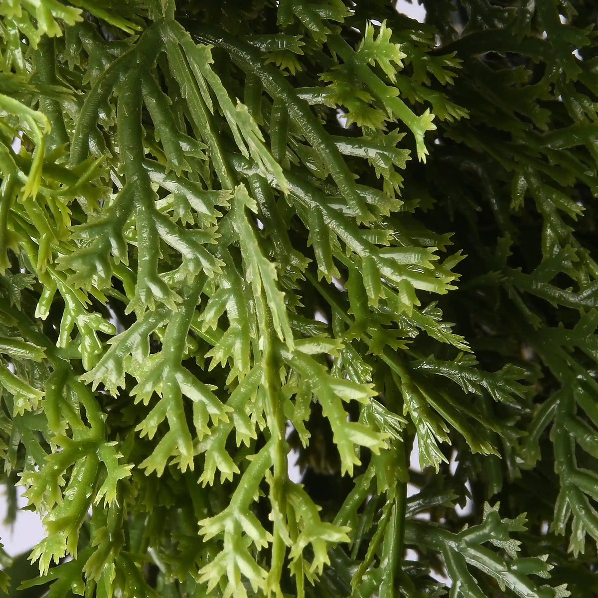 24 in. Arborvitae Wreath